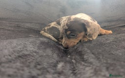 Miniature Dachshund dogs for sale: Stunning Miniature Daschounds Puppies  - Image 6