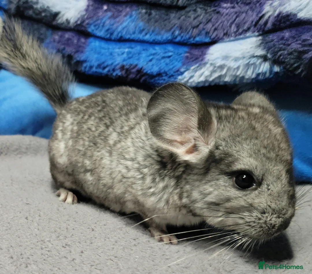 Chinchilla rodents for sale: baby chinchillas  - Advert 1