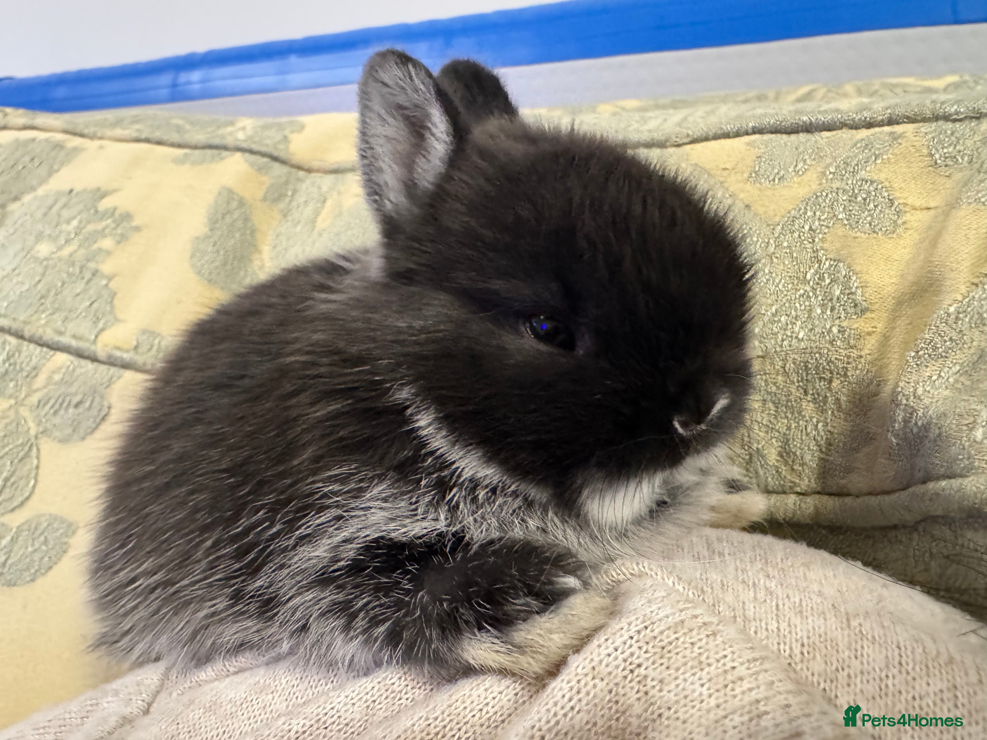 Netherland Dwarf rabbits **Stunning** Blue-Otter Netherland Dwarf Bunnies  - Advert 14