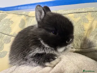 Netherland Dwarf rabbits **Stunning** Blue-Otter Netherland Dwarf Bunnies - Advert 14