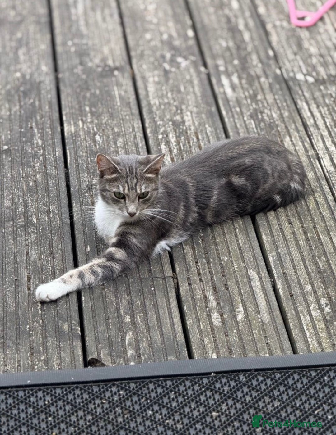 Mixed Breed cats for sale: URGENT - Beautiful Cat for Adoption  - Advert 3