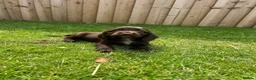 Cockapoo dogs for sale: Stunning F1 Miniature Cockerpoo Puppies - Advert 23