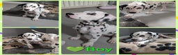 Dalmatian dogs for sale: Dalmatian puppies ready advert fully - Advert 34