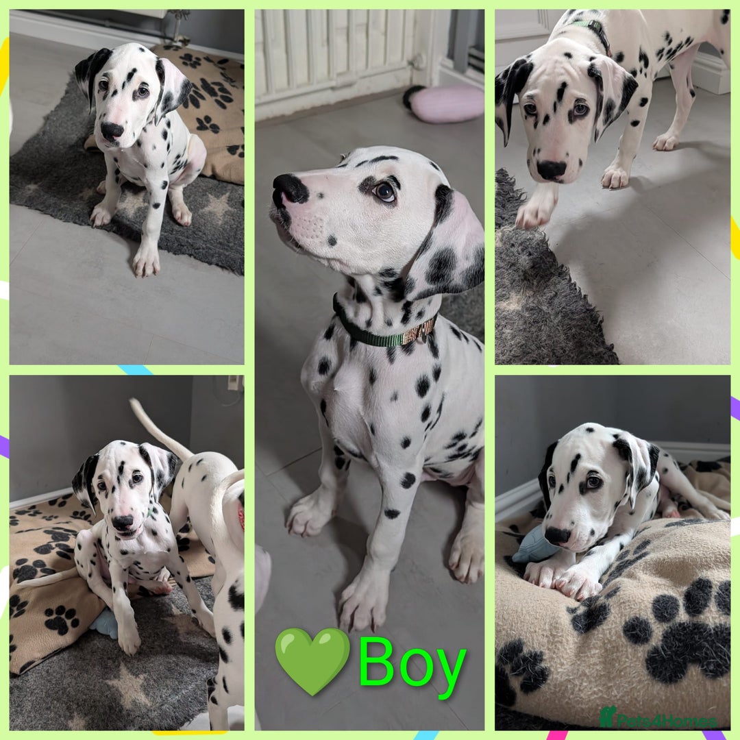 Dalmatian dogs for sale: Dalmatian puppies ready advert fully - Advert 34