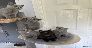 British Shorthair cats - Advert 3