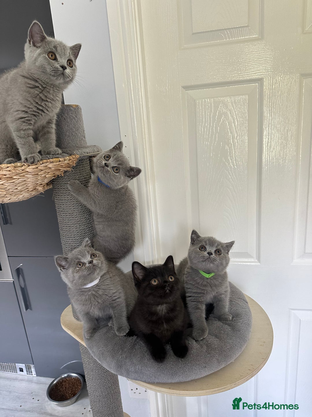 British Shorthair cats for sale: Gccf registered pedigrees kittens - Image 3