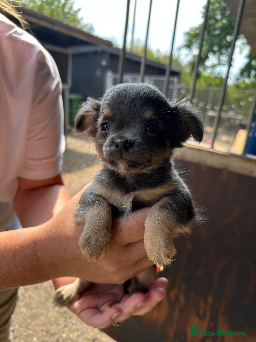 Jack Russell dogs for sale: Beautiful lilac and tan mini jacks  - Image 3