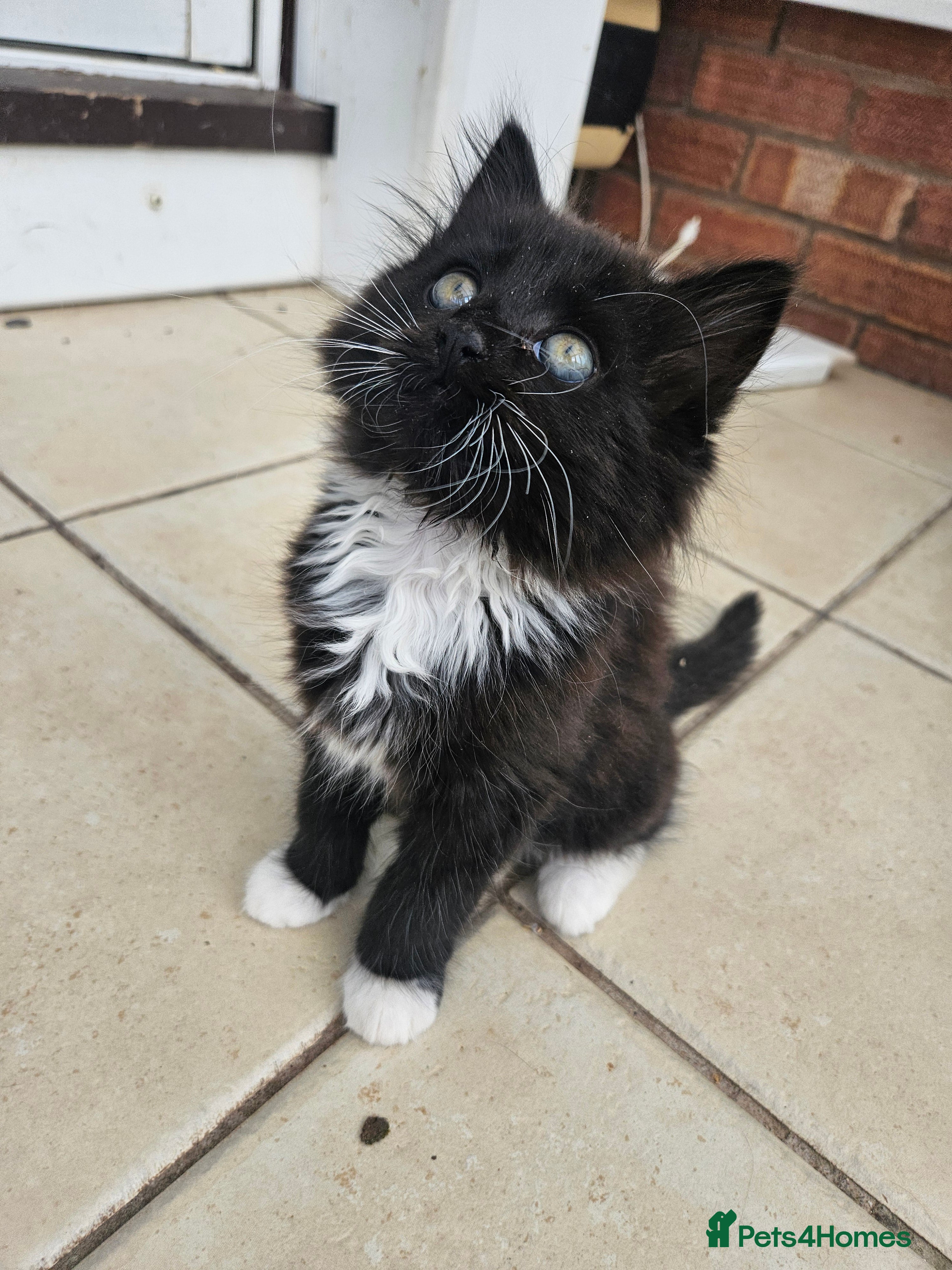 Mixed Breed cats 2 Black boys 1 Tuxedo Girl Ready Now - Advert 7