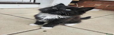 Tuxedo girl