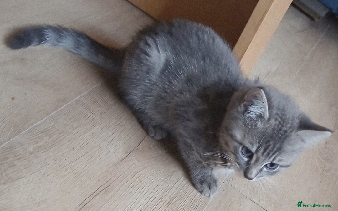 Bengal cats for sale: Bengal kittens very healthy male femal - Image 6