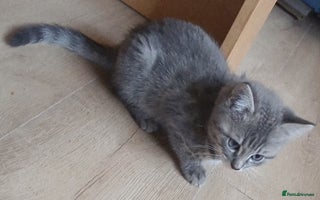 Mixed Breed cats - Advert 11