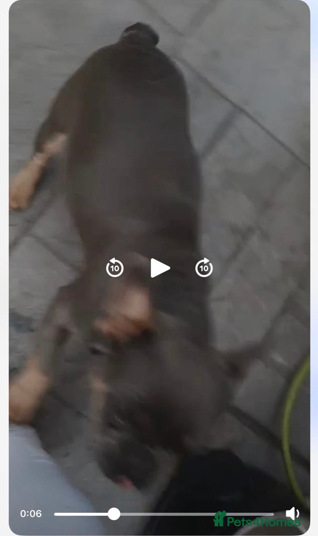 Mixed Breed dogs for sale: Wonderful dog for sale - Advert 30