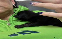 Mixed Breed dogs for sale: jackhuahua Pups - Image 20