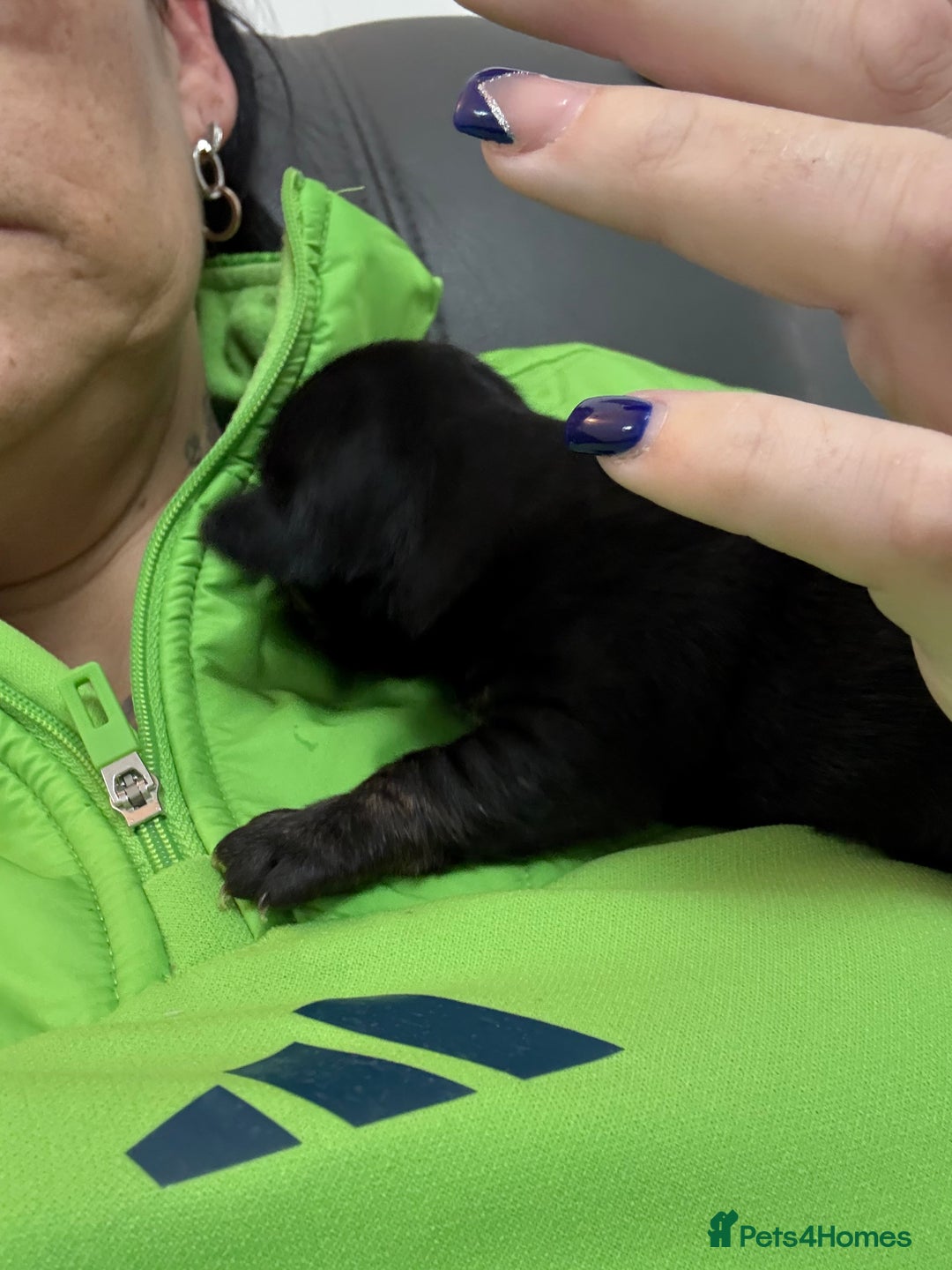 Mixed Breed dogs for sale: jackhuahua Pups - Image 20