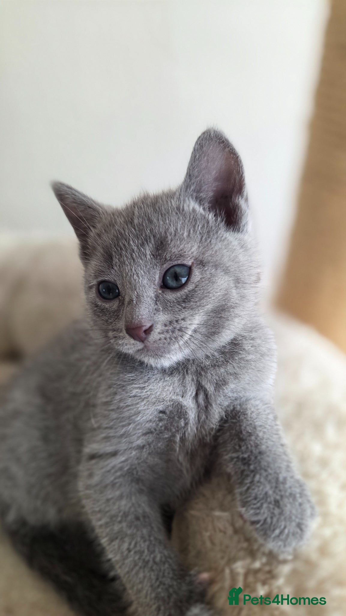 Russian Blue cats Stunning Russian Blue Boy - Tica registered  - Advert 2