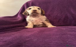 Cocker Spaniel dogs for sale: 🩷Stunning chocolate sable roan show type cocker🩷 - Advert 8