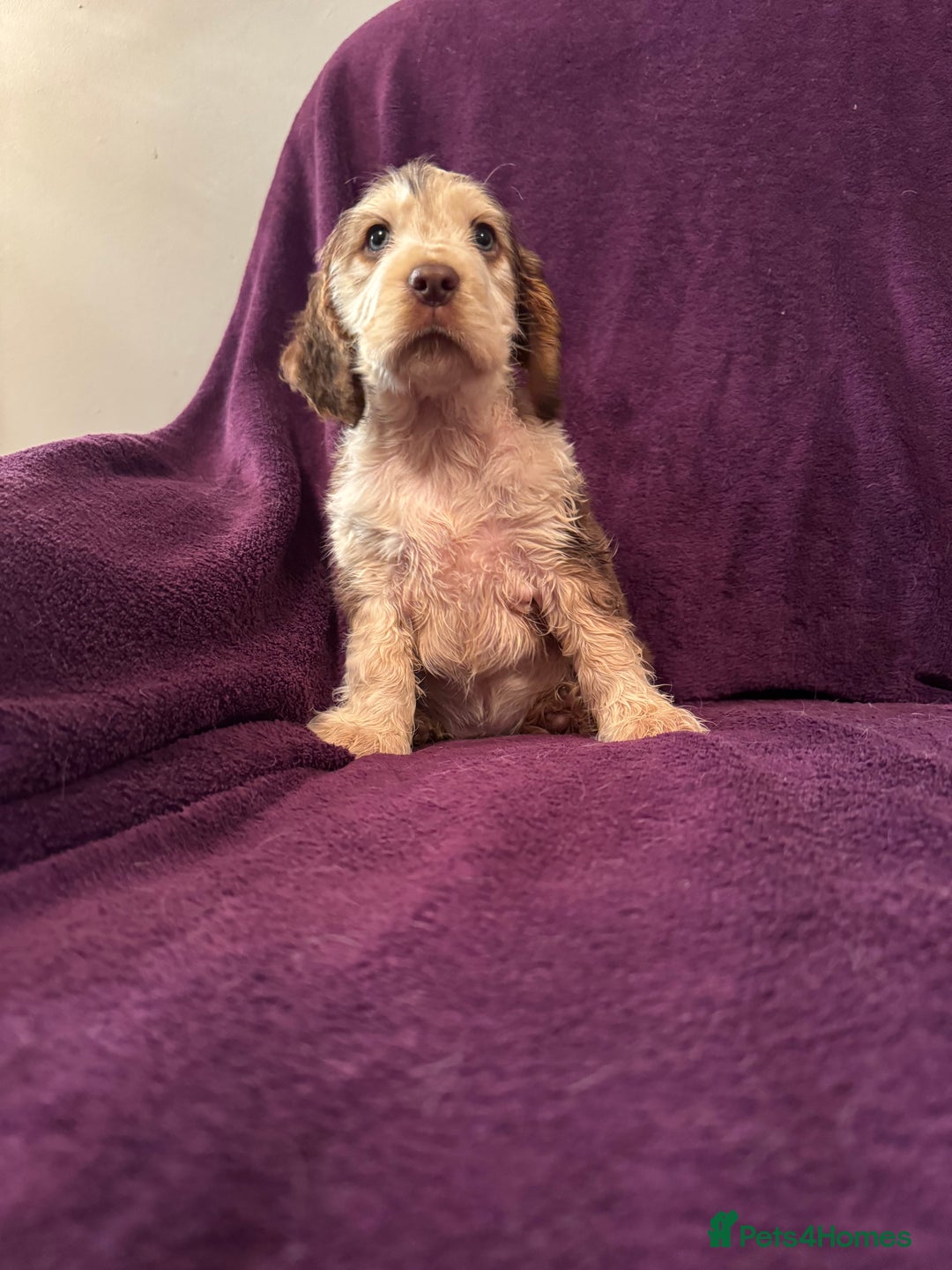 Cocker Spaniel dogs for sale: 🩷Stunning chocolate sable roan show type cocker🩷 - Advert 8