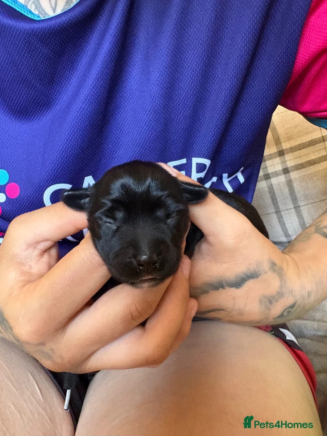 Mixed Breed dogs for sale: Gorgeous spaniel x Yorkshire terrier  in Crewkerne - Advert 2