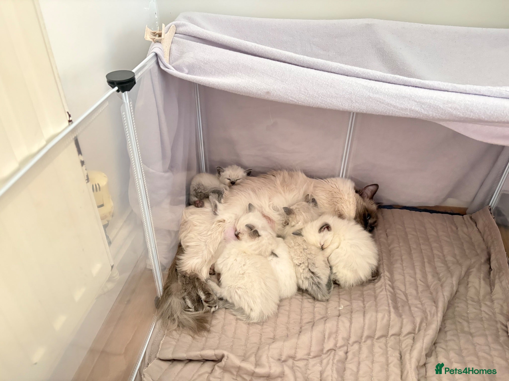 Ragdoll cats Bluepoint ragdolls for sale  - Advert 1