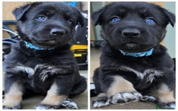 German Shepherd dogs for sale: 🐾 3 beautiful female german shepherd puppies 🐾 - Advert 9