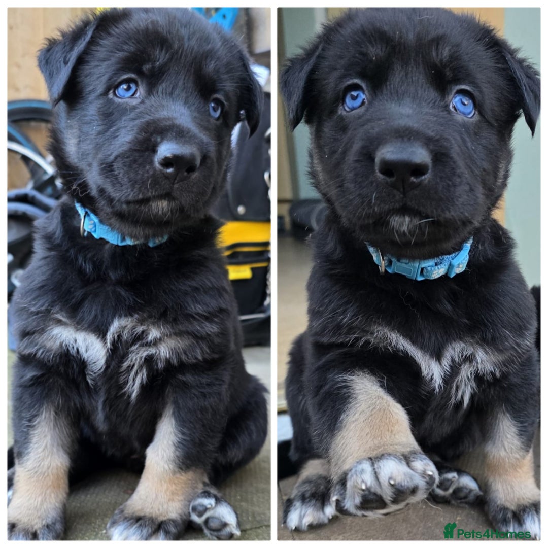 German Shepherd dogs for sale: 🐾 3 beautiful female german shepherd puppies 🐾 - Advert 9