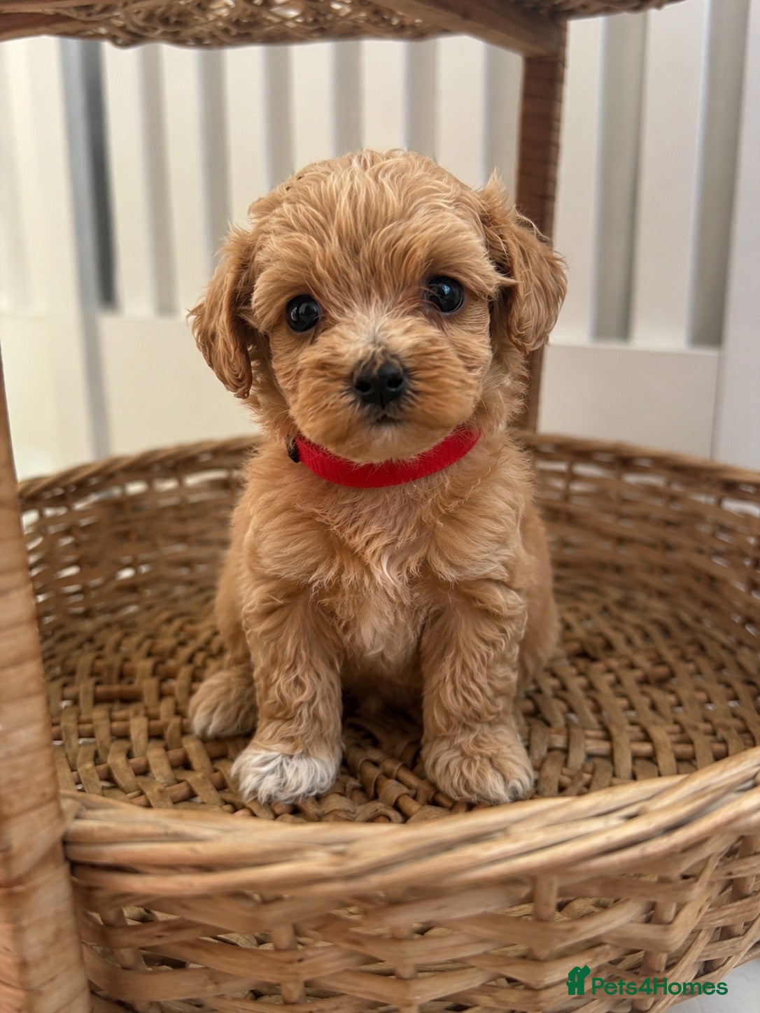 Maltipoo dogs Beautiful Maltipoo puppy’s  - Advert 1