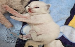 Ragdoll cats for sale: 5 Tica Boys Chocolate Point, Black Solid Mit,Blue  - Image 16