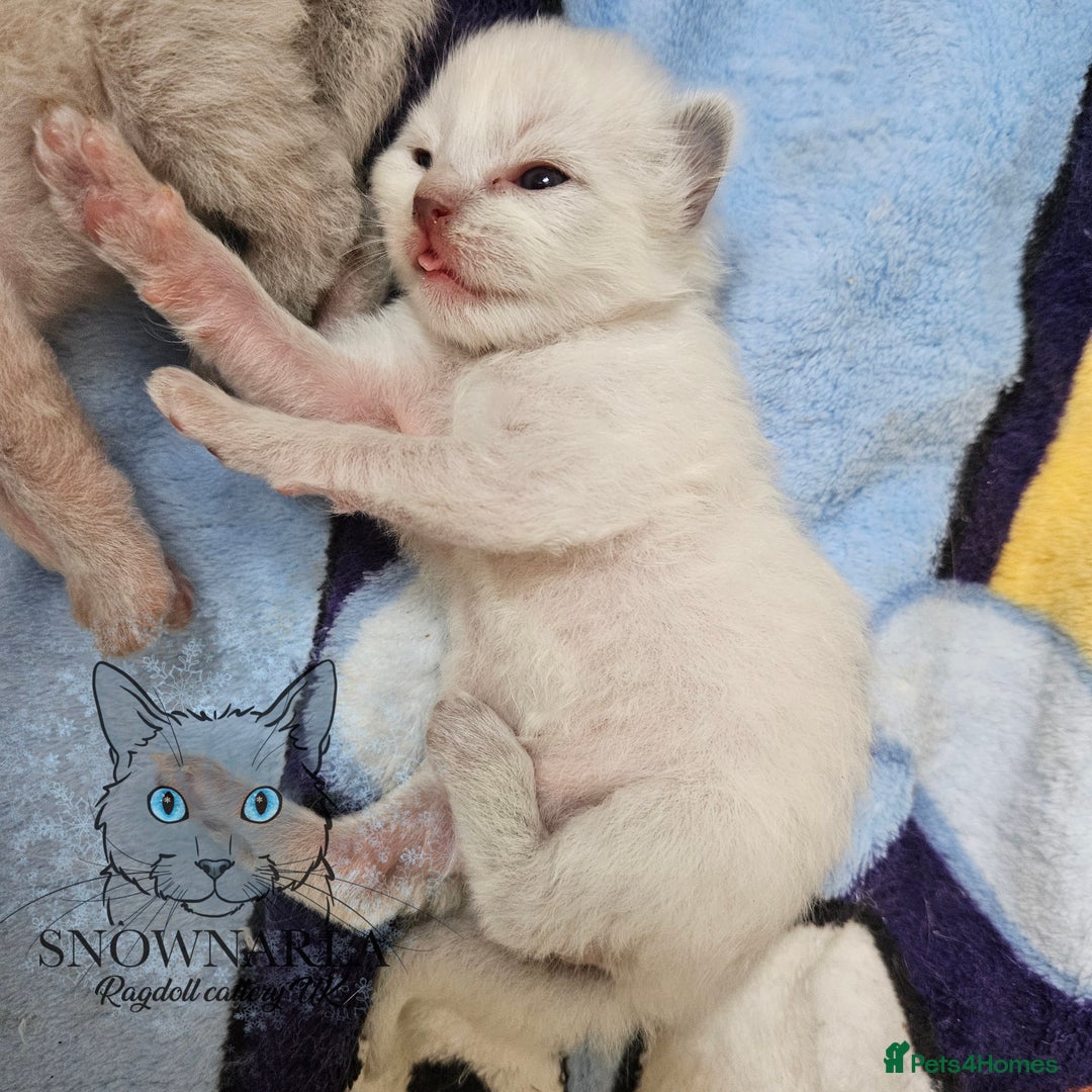 Ragdoll cats for sale: 5 Tica Boys Chocolate Point, Black Solid Mit,Blue  - Image 16