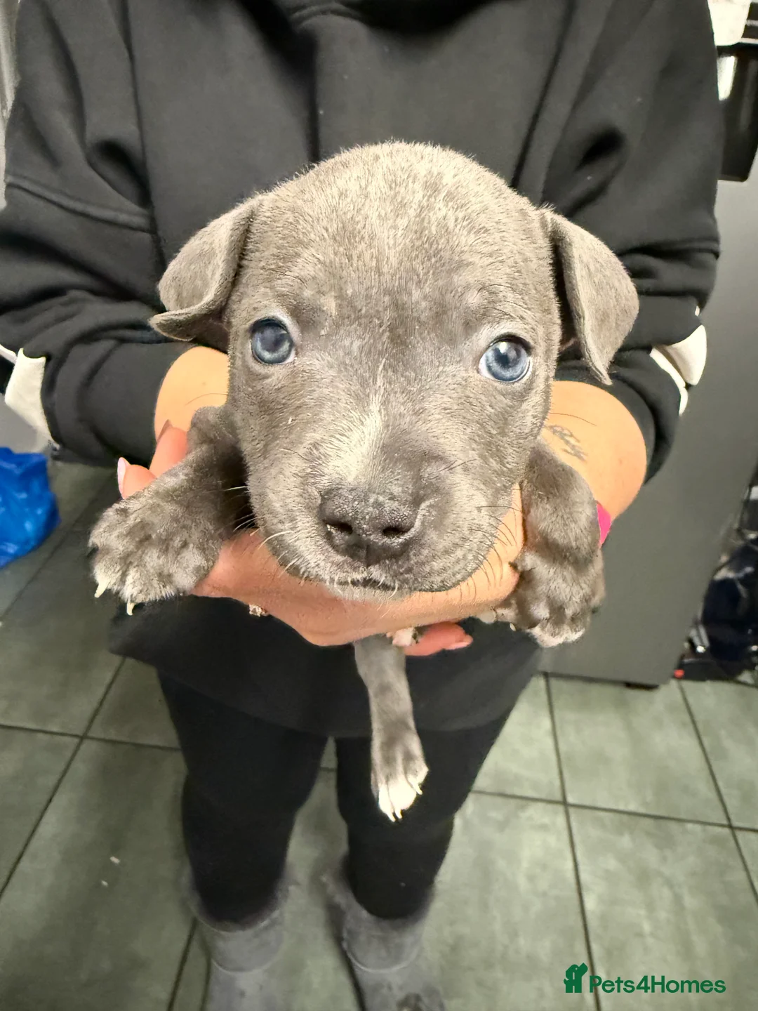 Staffordshire Bull Terrier dogs for sale: 1 female  Blue Staffordshire bull terrier staffy - Advert 37