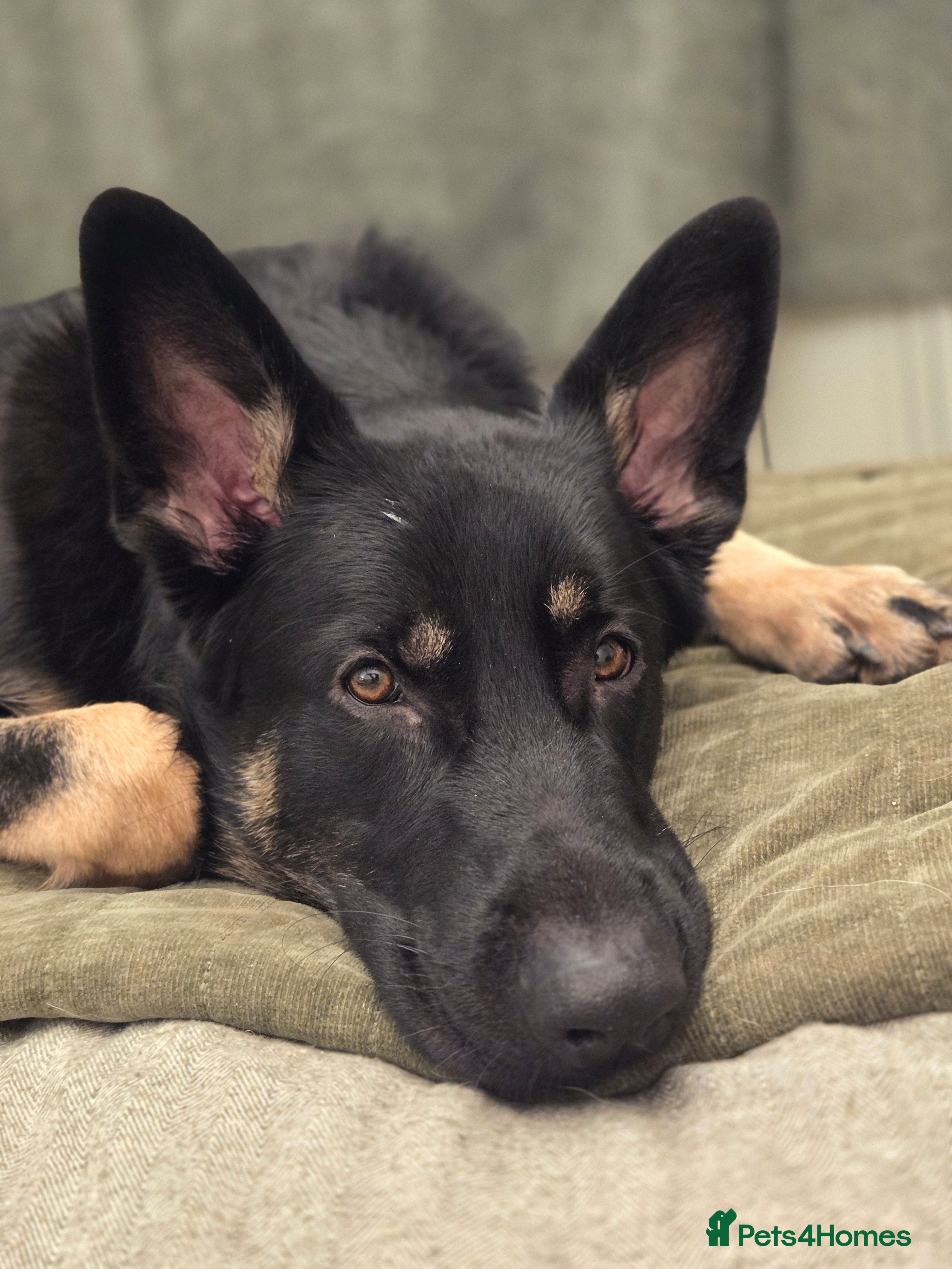 German Shepherd dogs Male 10 month old German Sheppard  - Advert 1