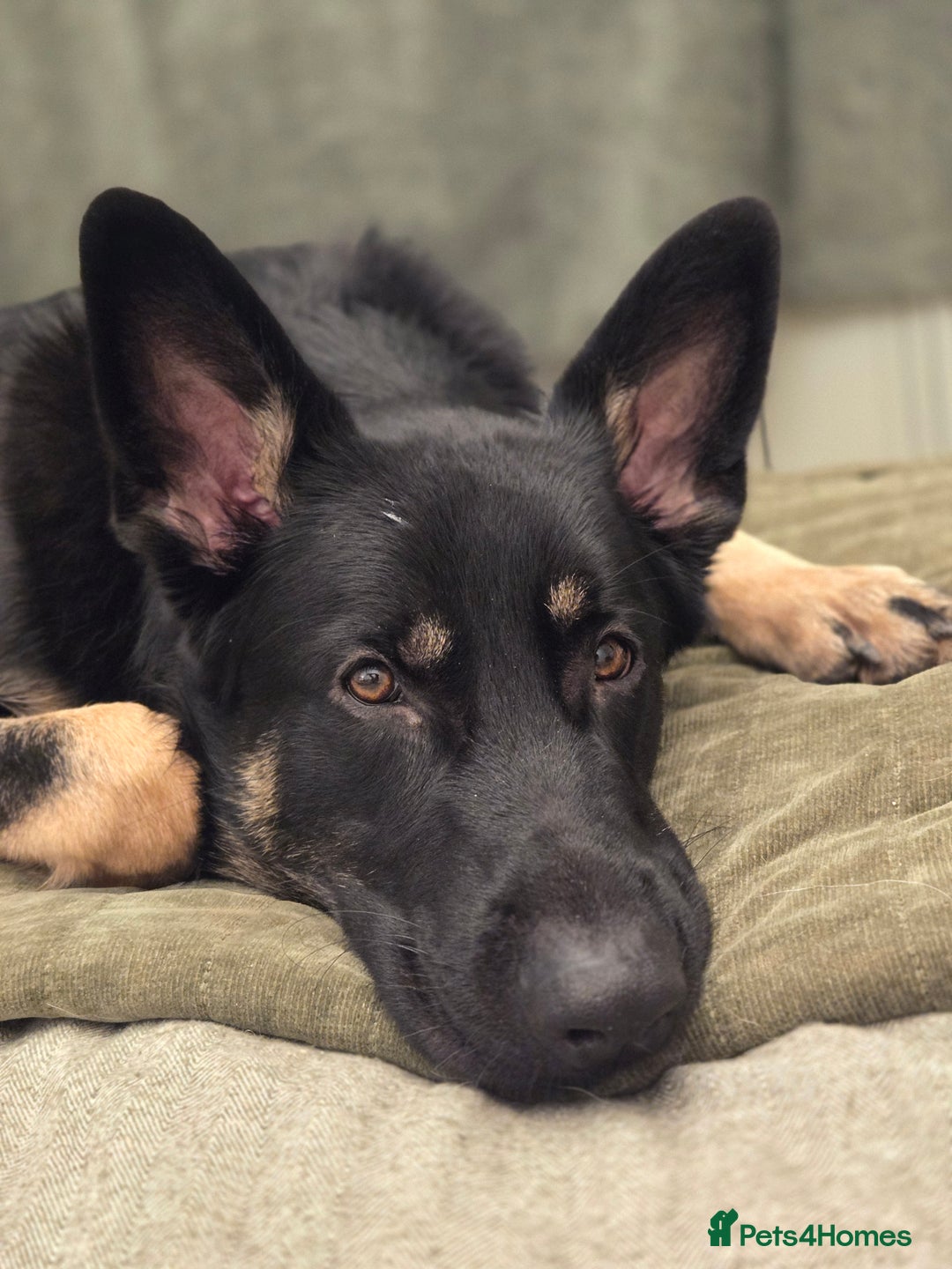 German Shepherd dogs for sale: Male 10 month old German Sheppard  - Advert 1