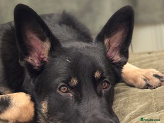 German Shepherd dogs Male 10 month old German Sheppard - Advert 1