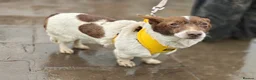 Mixed Breed dogs for adoption: 💙🐶 FINIK – HE TREASURES EVERY SECOND in Burton-on-Trent - Advert 15