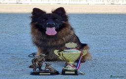 German Shepherd dogs for stud: WORLD FAMOUS STUD ARRIVED IN THE UK - Image 2