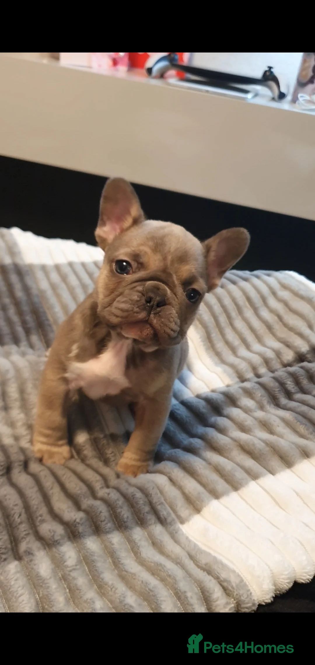 French Bulldog dogs for sale: French bulldog  - Advert 4