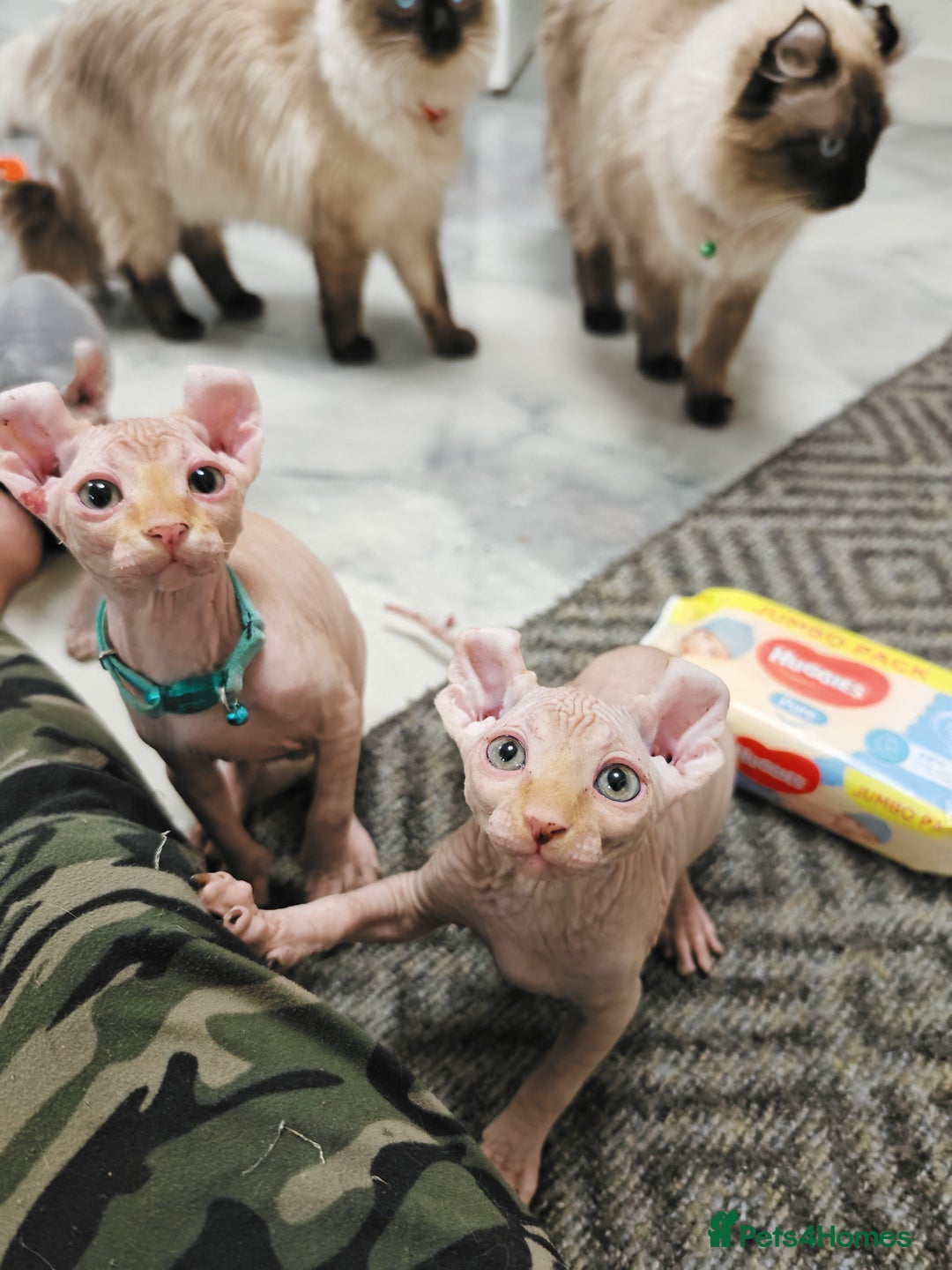 Sphynx cats for sale: 2 Ginger Unique Elf Boys left! READY NOW - Advert 12