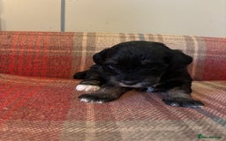 Schnoodle dogs for sale: Beautiful Schnoodle Puppies KC Reg Parents!!  - Image 21