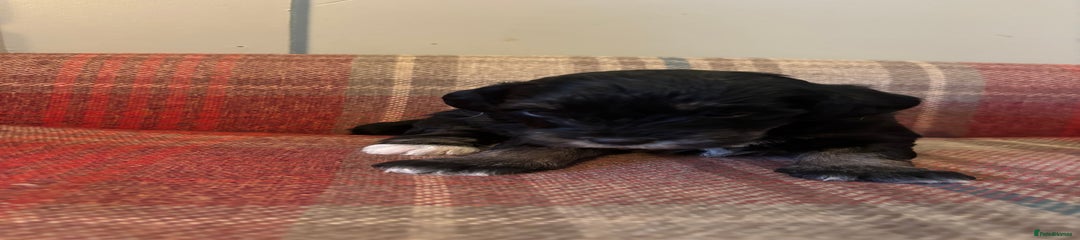 Puppy 5 - Black/ White/ Tan Girl