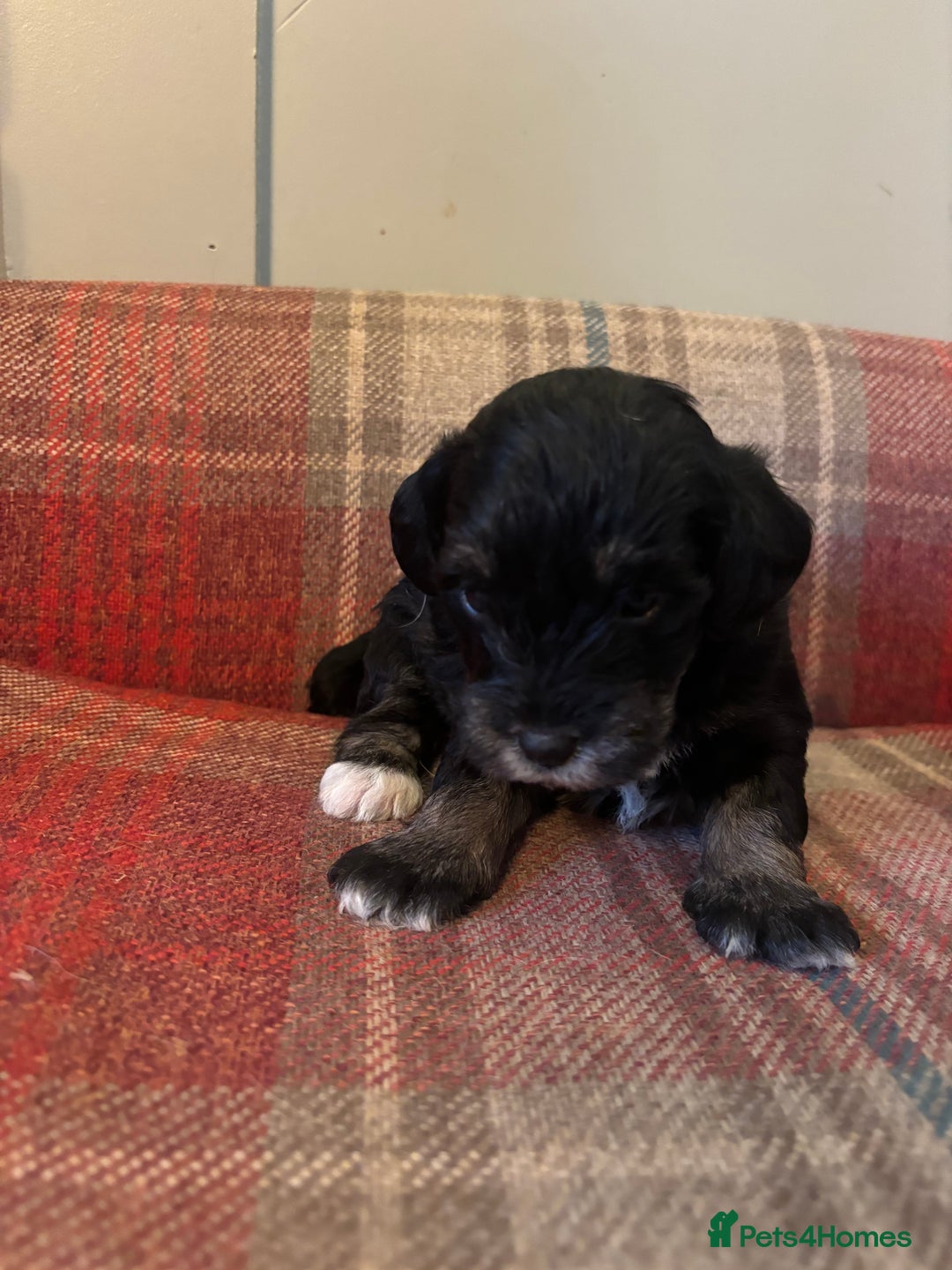 Schnoodle dogs for sale: Beautiful Schnoodle Puppies KC Reg Parents!!  - Image 21