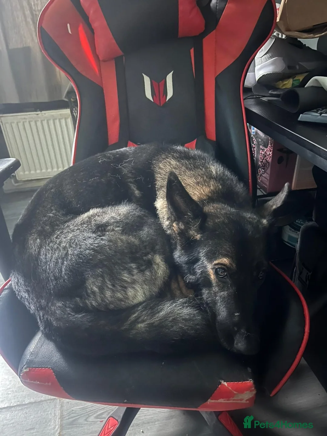 German Shepherd dogs for sale: Luna needs a new home in Birmingham - Advert 2