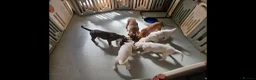 Boxer dogs for sale: Beutiful litter of boxer puppies  - Advert 10
