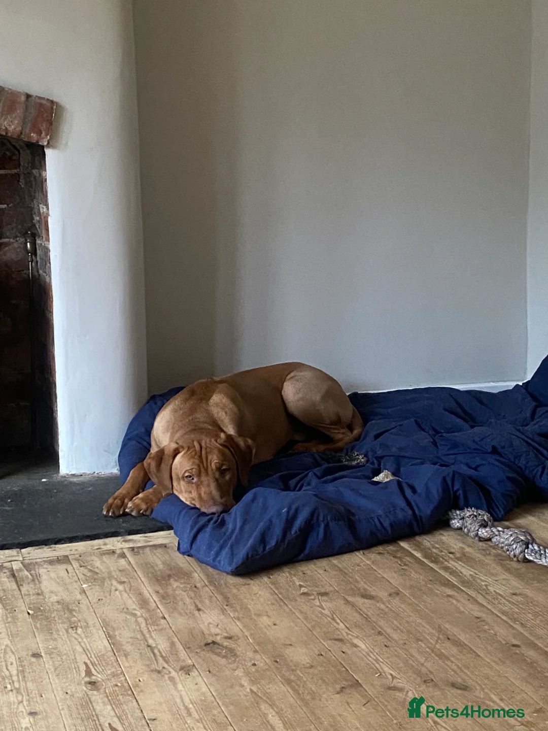 Rhodesian Ridgeback dogs for sale: Young Male KC Reg. Ridgeback  - Advert 3