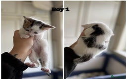 Domestic Shorthair cats for sale: Kittens - Image 2