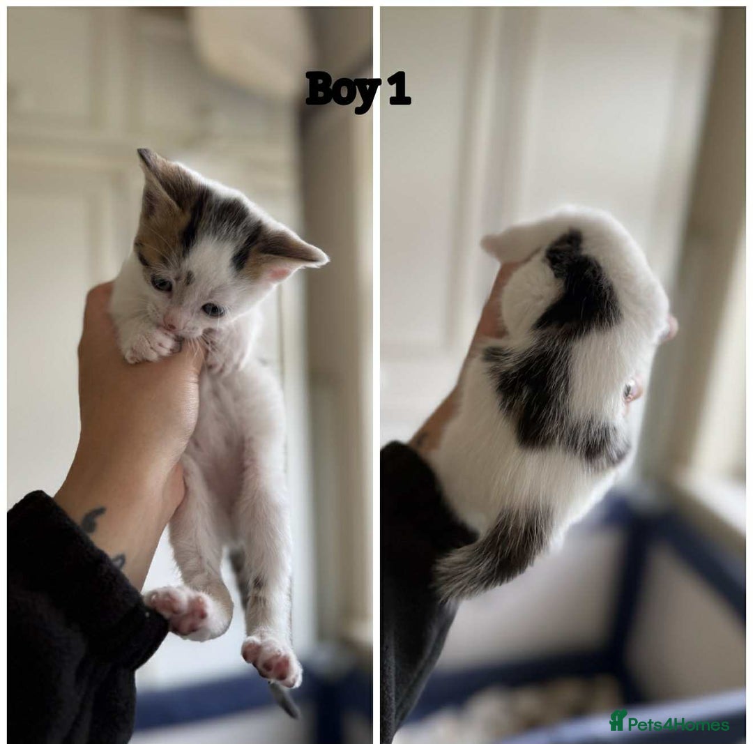 Domestic Shorthair cats for sale: Kittens - Image 2