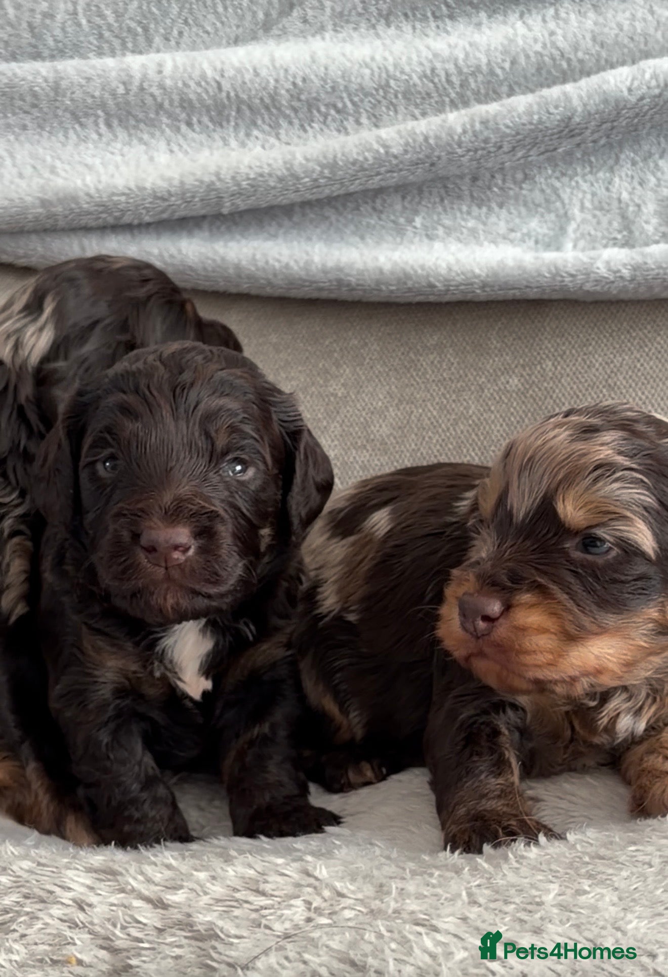 Cockapoo dogs The Easter babies 💕 - Advert 2