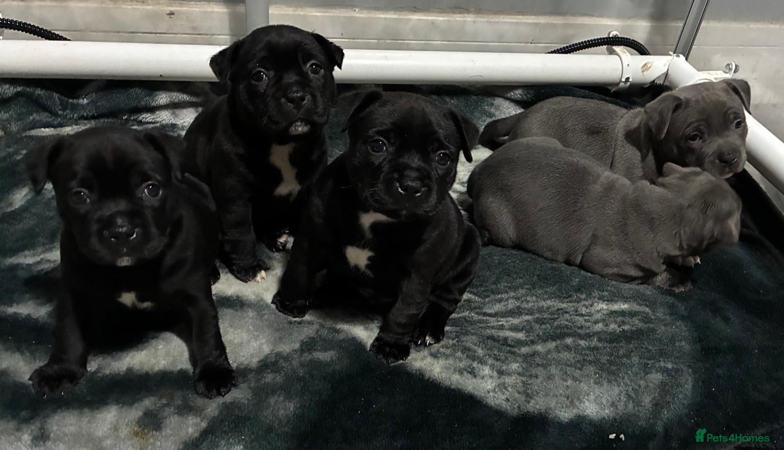 Staffordshire Bull Terrier dogs Kc champion lined Staffordshire bull terrier pupps - Advert 11
