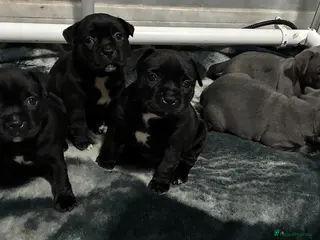 Staffordshire Bull Terrier dogs Kc champion lined Staffordshire bull terrier pupps - Advert 11