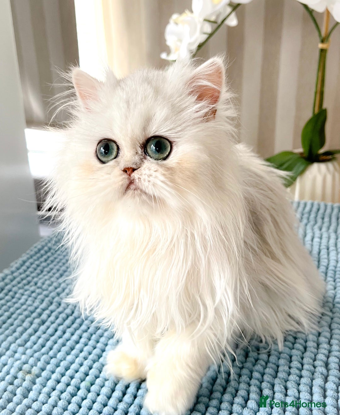 Persian cats for sale: Beautiful Chinchilla Persian Kittens*** - Image 8