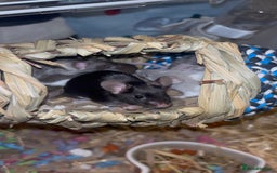 Mouse rodents for sale: 5 female mice to go together - Image 3