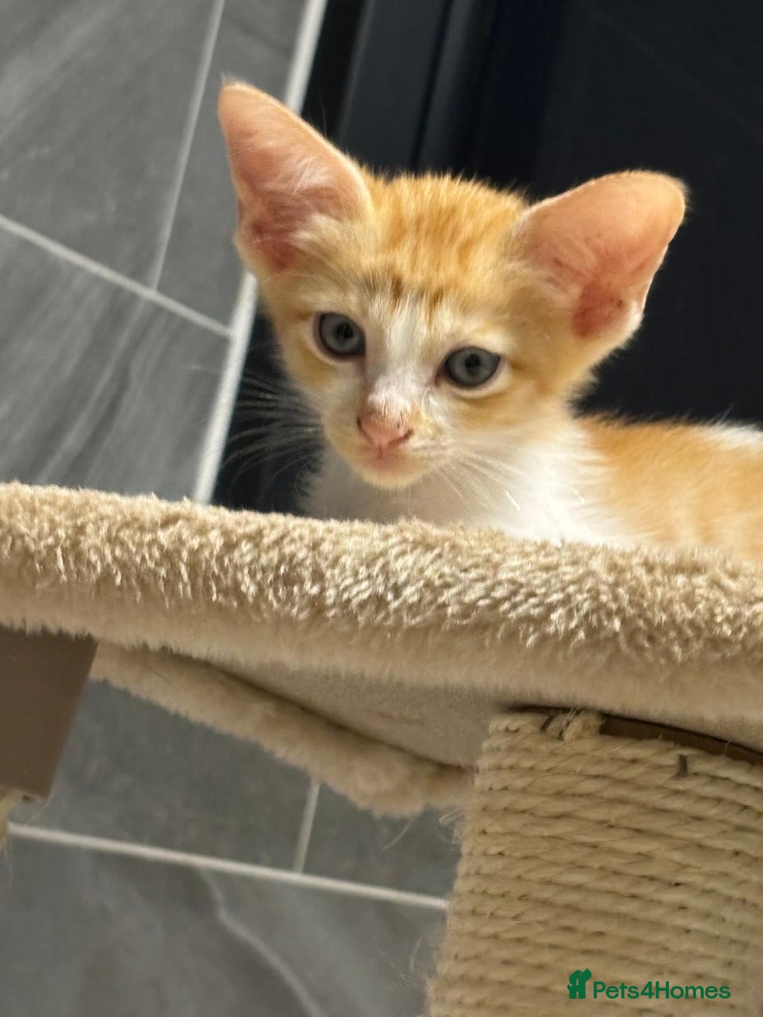 Oriental cats for sale: Gorgeous oriental kittens  - Advert 4